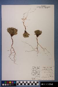 Phacelia integrifolia image